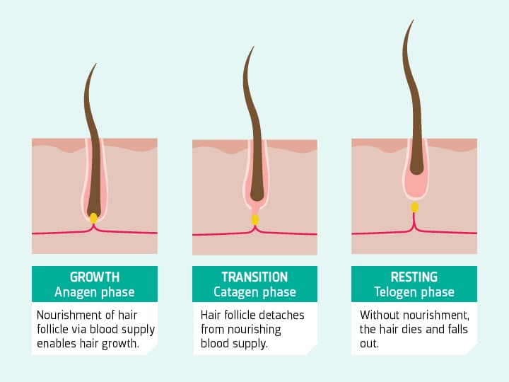 What Minoxidil does?